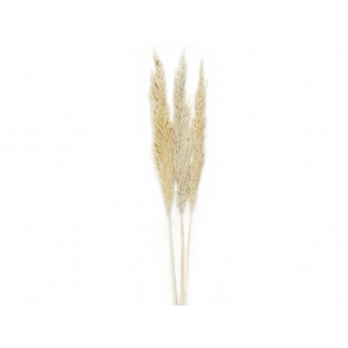  FLOR SECA NAT. PAMPAS BL.3UD. 100CM