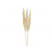  FLOR SECA NAT. PAMPAS BL.3UD. 100CM