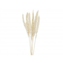 FLOR SECA PHRAGMITOS BL.6UD 75CM