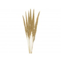 FLOR SECA PHRAGMITOS CR.6UD 75CM