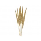 FLOR SECA PHRAGMITOS CR.6UD 75CM