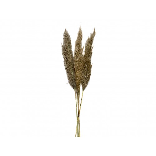 FLOR SECA NAT.PAMPAS NAT.3UD. 100CM