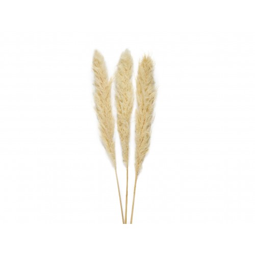 FLOR SECA NAT. PAMPAS CR.3UD. 115CM